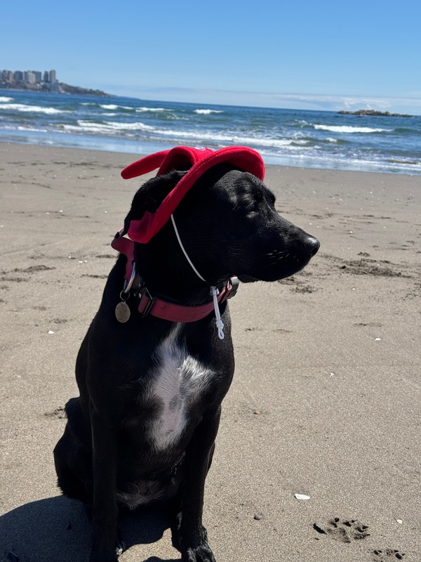 Kira en la playa
